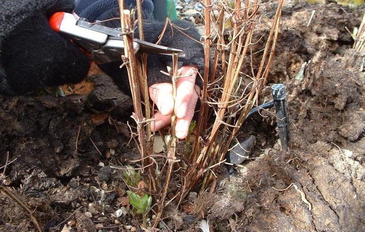 Обрезка слабозимостойких сортов