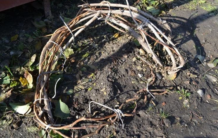 Клематис зимой