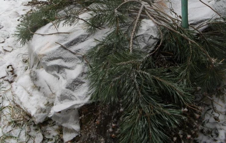 Укрытие на зиму