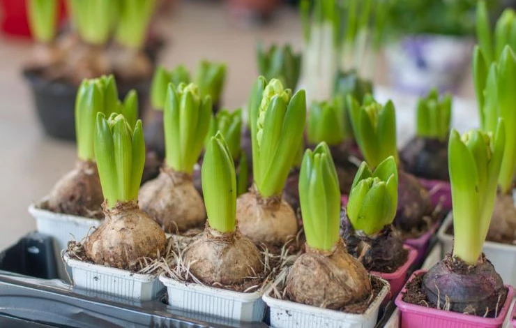 Посадочный материал