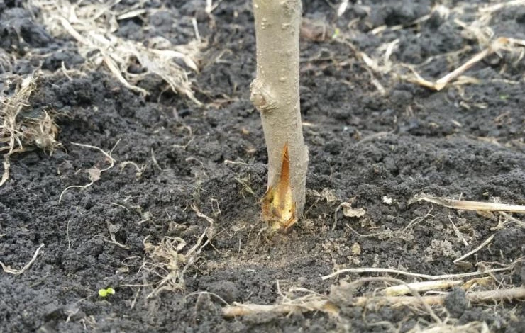 Выпревание корневой шейки