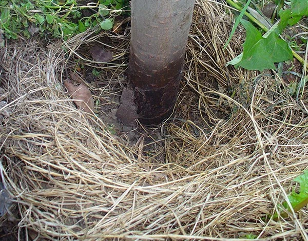 Выпревание сливы