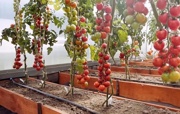 томаты на теплых грядках в теплице