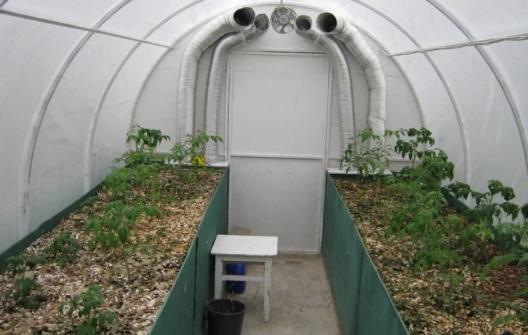 выращивание томатов и огурцов на грядках в теплице