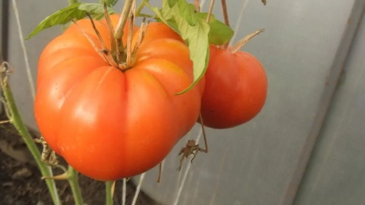 биф томат Адамово яблоко