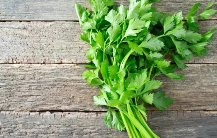 листовой сельдерей