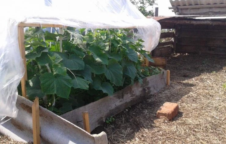 грядка для партенокарпических огурцов