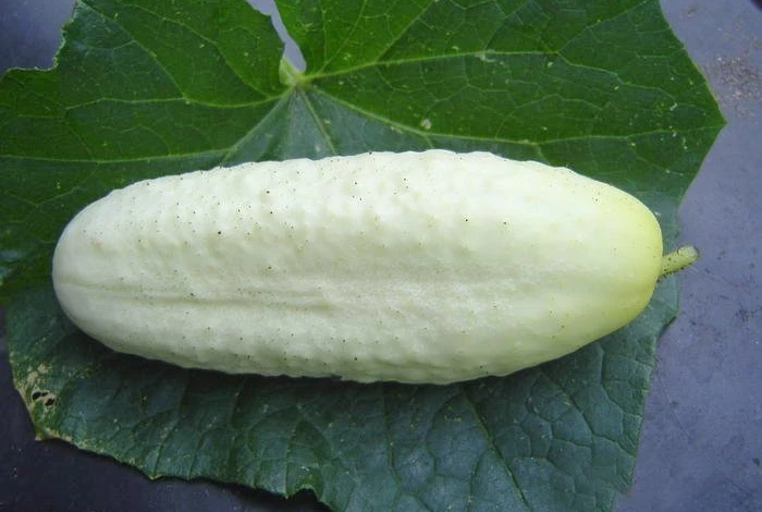 сорта огурца Белый сахар