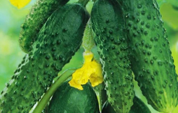 сорт Сибирский экспресс