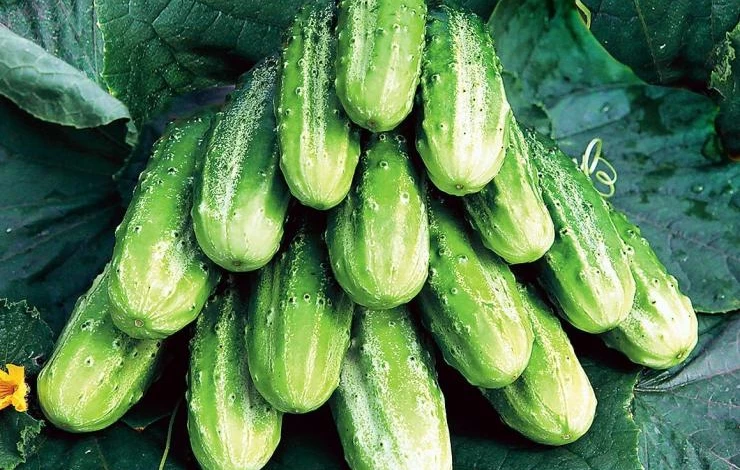 гибрид огурцов Филлипок