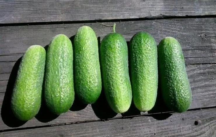 огурцы Адам