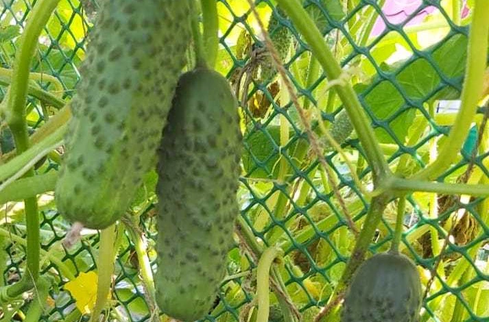 гибрид Бобрик