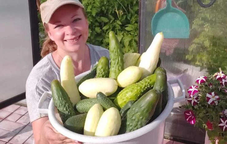 китайская серия партенокарпических огурцов