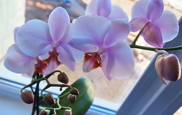 Гибриды фаленопсиса.