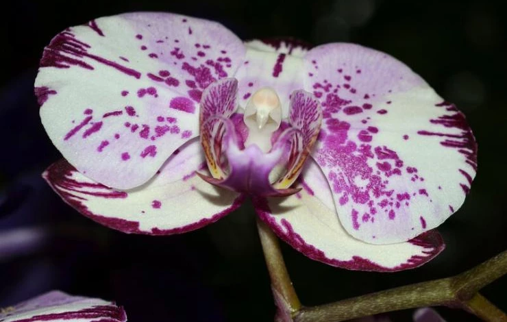 Фаленопсис — орхидея-бабочка