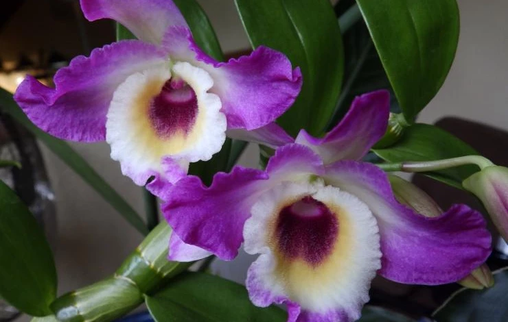 Дендробиум