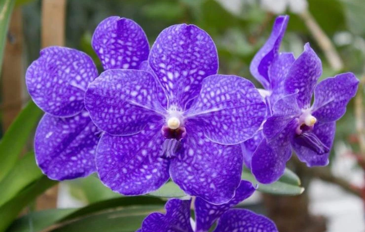 Орхидея Ванда