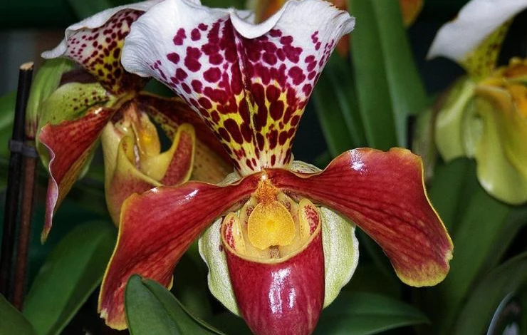 Пафиоледилум — Венерин башмачок