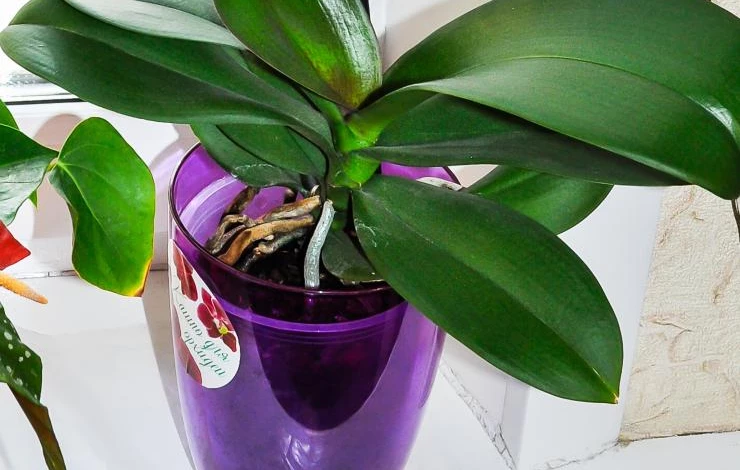 Орхидея в прозрачном горшке