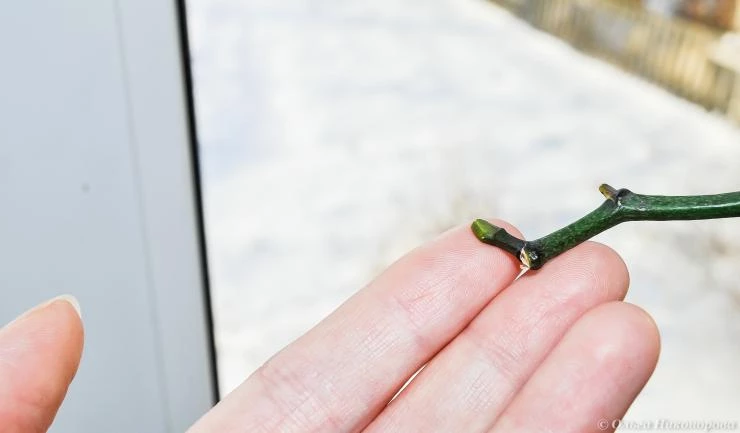 Почки орхидеи