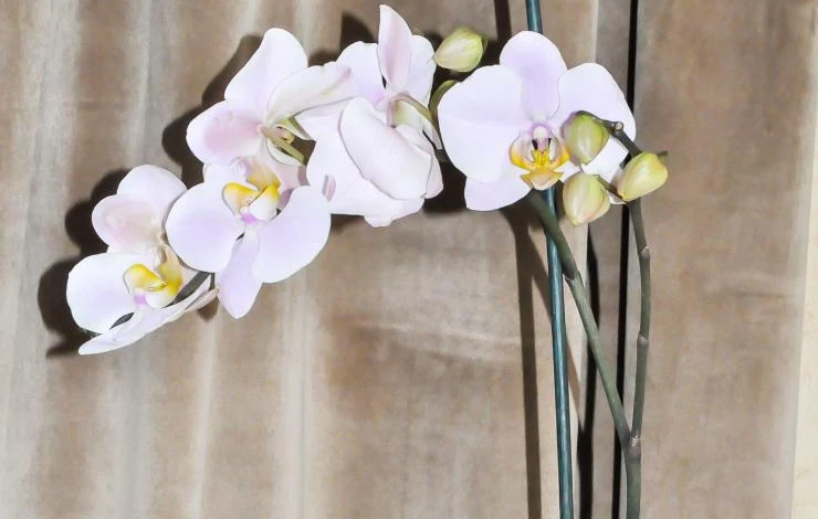 Орхидеи цветы