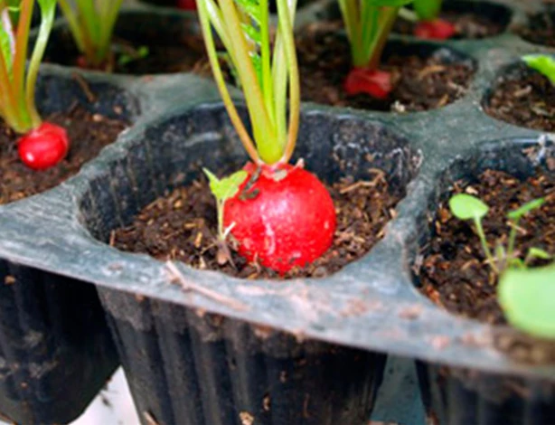 Выращивание редиса на подоконнике