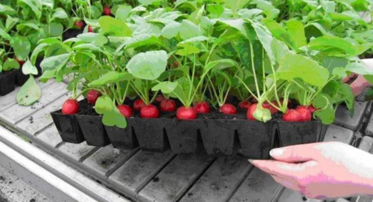 Кассеты для редиса