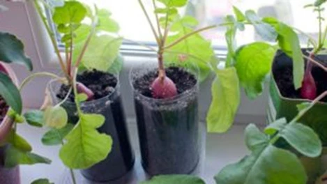 Емкости для редиса