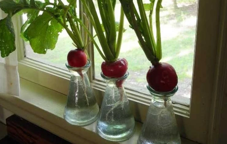 Гидропоника редис