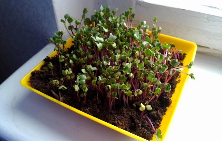 Посев редиса из семян