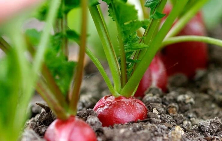 Полив редиса