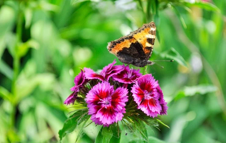 Посадка гвоздики