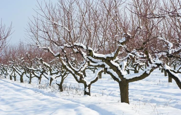 укрытие деревьев от морозов зимой