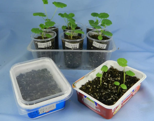 Пикировка пеларгонии