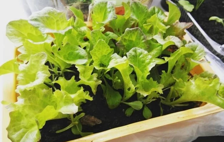 Выращивание салата дома