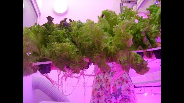 досвечивание салата