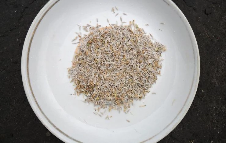 Семена салата