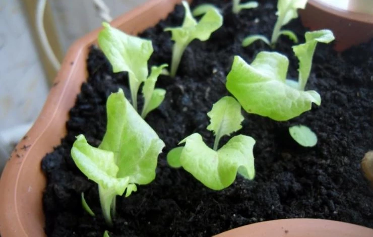 всходы салата