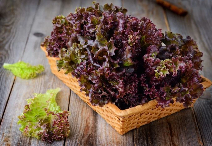 сорт Лолло Росса