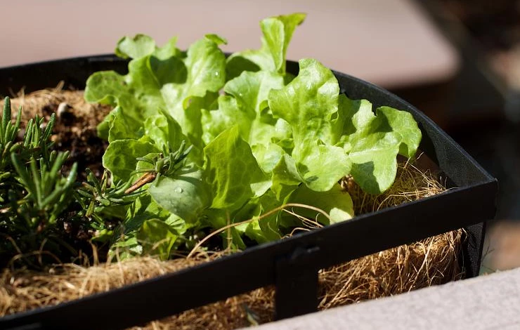 Полив салата