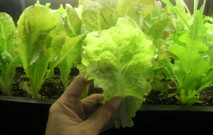 Сбор урожая салата