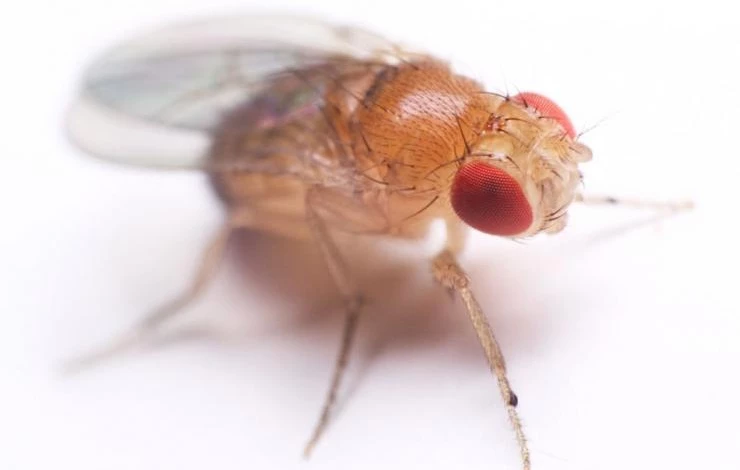 дрозофилы как выглядят