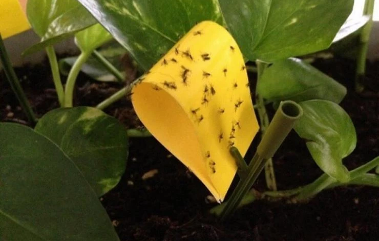 Сладкие флажки от мошек в цветах