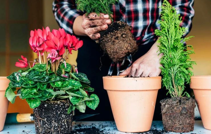 пересадка комнатных цветов