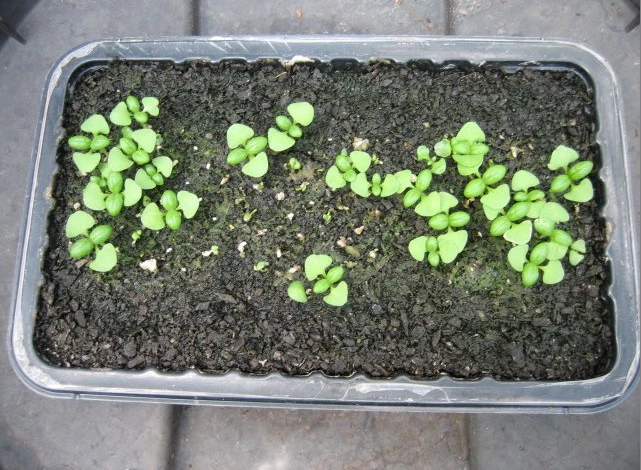 базилик ростки