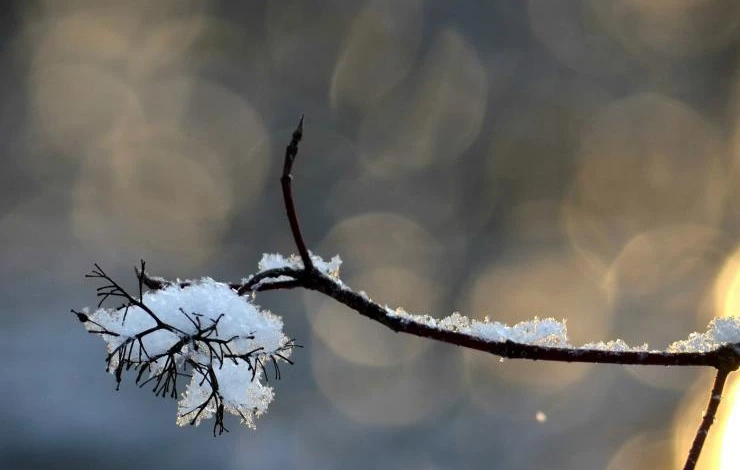 работы в декабре в саду
