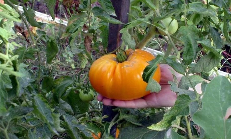 Томат Оранжевый гигант