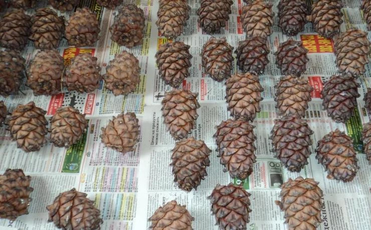 сушка шишек