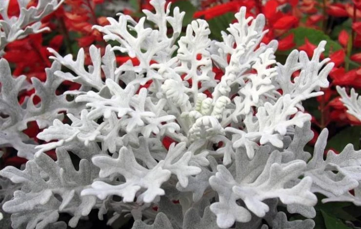 цинерария приморская (серебристая)