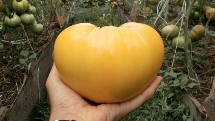 сорт томата Бычье сердце белое